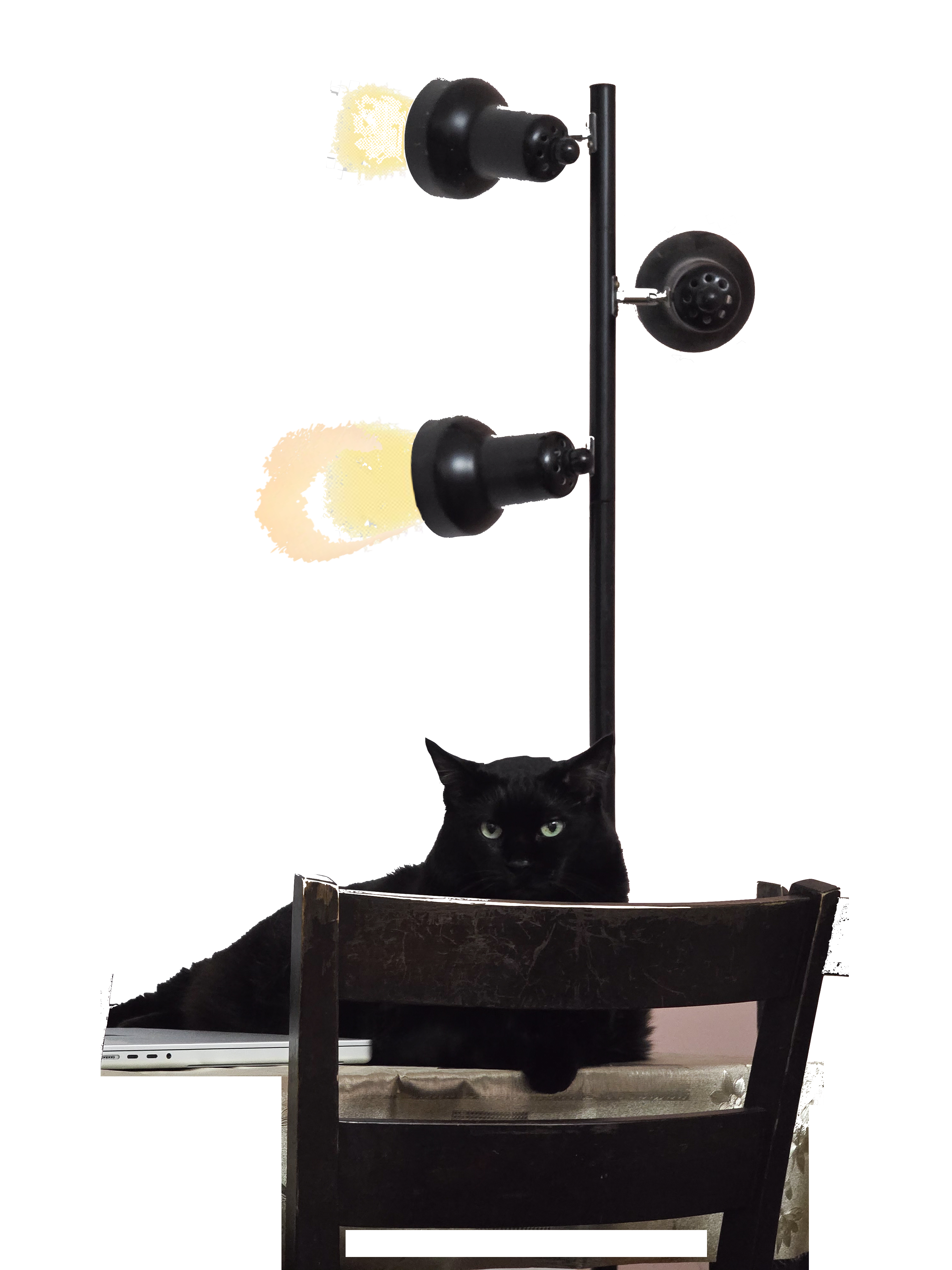 Black cat sitting by chair with lamp